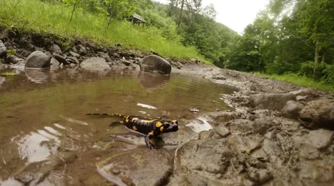  bright salamander crawls out of a puddle close up 스톡 동영상 40524050