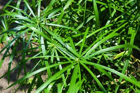 Bright saturated leaves of the home cyperus flower, crossed by linear leaves. Stock Photos