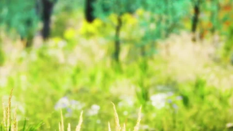 Bright scenery with grass and flowers in a sunny field during spring season Stock Footage 340232054