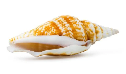 Bright sea shell Stock Photos