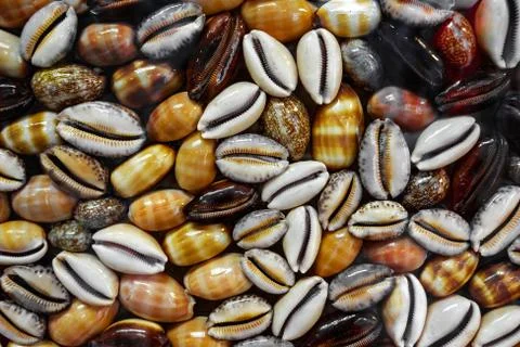 Bright seashells set as background, sea shells collection . Clip art. Texture Stock Photos