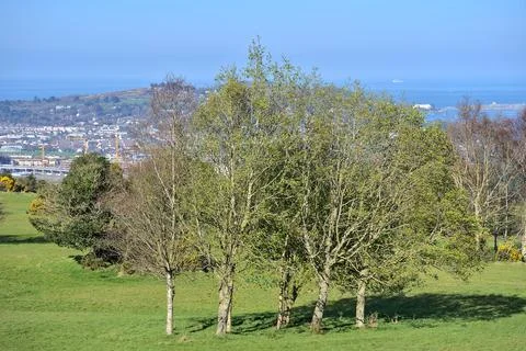 Bright selective view of group of different trees growing on spring meadows Stock Photos