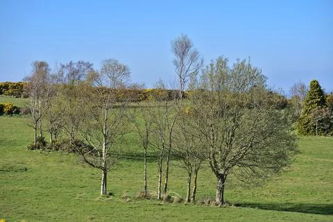 Bright selective view of group of different trees growing on spring meadows Stock Photos