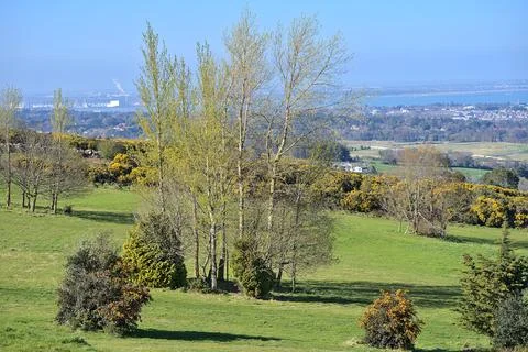 Bright selective view of group of different trees growing on spring meadows Stock Photos