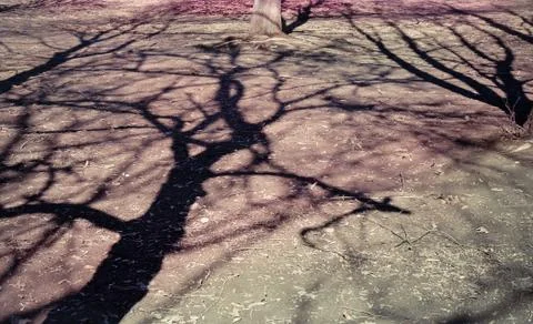 Bright shadows of bare trees on the earth toned in pastel colors. The awakening Stock Photos
