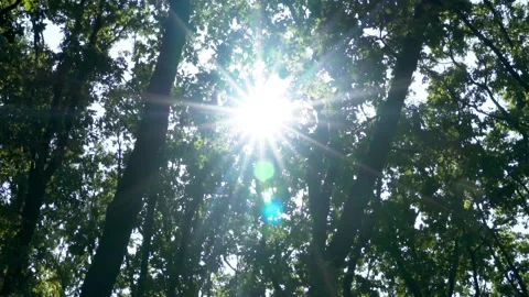 Bright Shining Sun in A Dense Green Forest, Landscape, Beautiful View, Nature, R Stock Footage 160736322