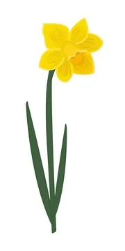 Bright single yellow daffodil Stock Illustration
