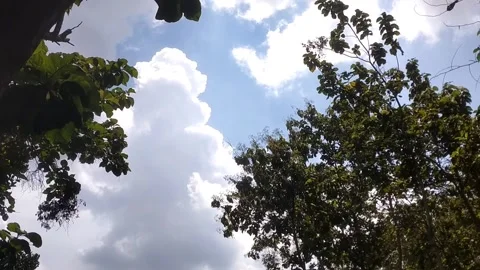 Bright Sky Behind the Trees Vidéo 332474091