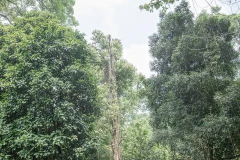 Bright Sky Gap Between Tropical Forest Canopies Stock Photos