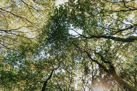 Bright sky over the top of the trees Stock Photos