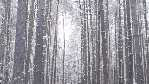 Bright sky in a pine grove Stock Footage 86204402