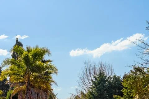 Bright sky with scattered clouds above palm trees Stock Photos
