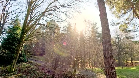 Bright Sky Shiny Light Nature Tree Stock Footage 260381306