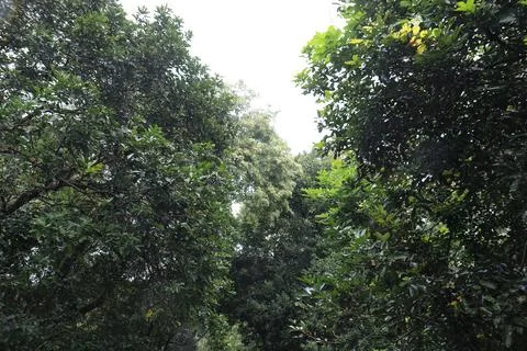 Bright Sky Surrounded By Tall Greenery. Stock Photos