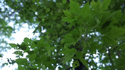 Bright sky through the canopy of trees Stock Footage 93995901
