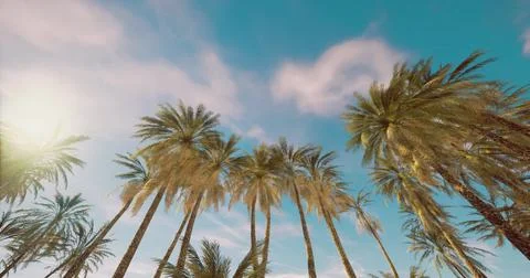 Bright sky viewed from below palm trees at a tropical beach during the day Stock Illustration