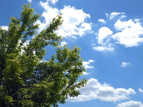 Bright Sky With White Clouds and Green Tree in Sunny Daylight Stock Photos