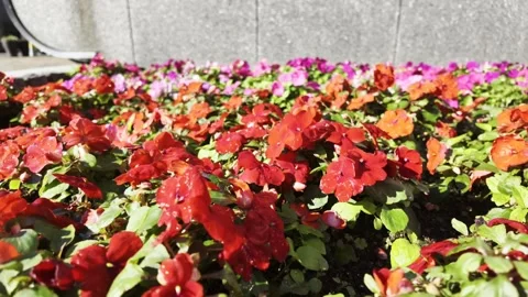 Bright Small Flowers in Roadside Flower Bed Stock Footage 320818962