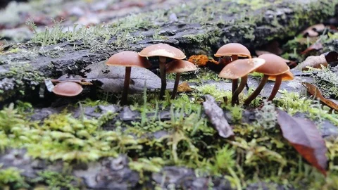 Bright small poisonous mushrooms toadstool group psilocybin. Video stock 104898932