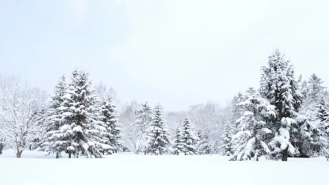 Bright snowy winter tree landscape background Stock Footage 328807210