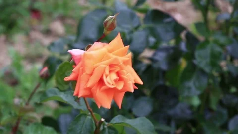 Bright soft orange rose Stock Footage 83077442
