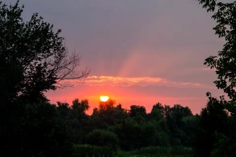 Bright solar disk over a trees at sunrise Stock Photos