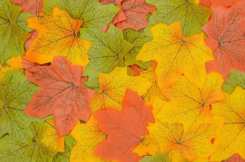Bright solid autumn background of red, green and yellow leaves 写真素材