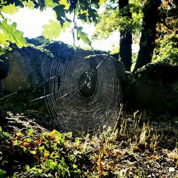 Bright spider web in a forest with a sunlit nature background Stock Photos