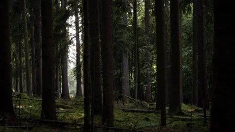 A bright spot in a forest Stock Footage 132629274