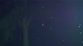 The bright spotlight during the night shot in the forest. Real time capture 4k or 4k+ Resolution