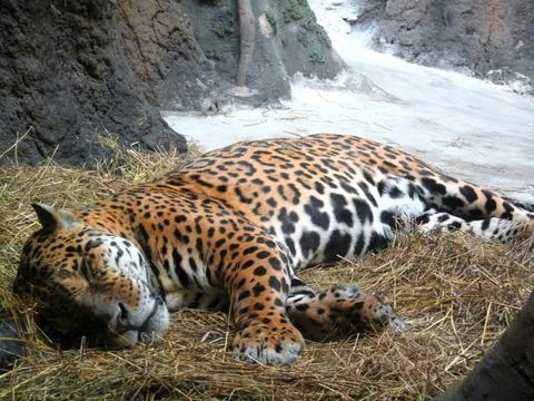 Bright spotted leopard sleeping on dry grass against the background of rocks Stock Photos