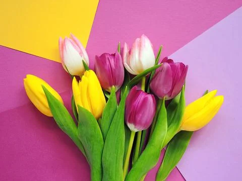 Bright spring background of colored tulips 스톡 사진