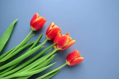 Bright spring background with tulips Stock Photos