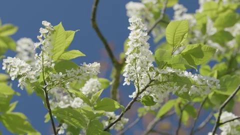 Bright Spring Blooms Vibrantly with Fresh Green Leaves Set Against a Clear Blue Stock Footage 308079734