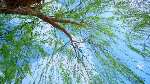 Bright spring blue sky and white clouds, willow trees Stock Footage 257289437