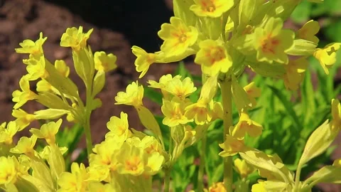 Bright spring colors of nature Stock Footage 195015867