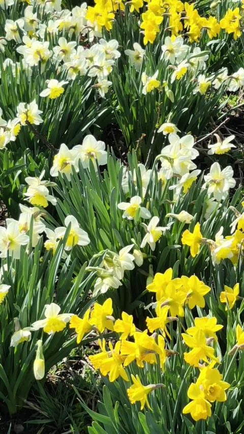 Bright spring daffodils in a flower bed in the park close-up Stock Footage 309036539