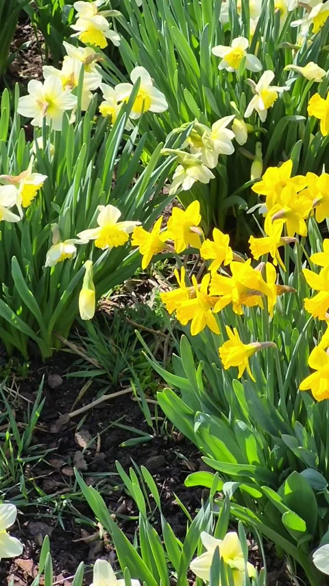 Bright spring daffodils in a flower bed in the park close-up Stock Footage 309037247