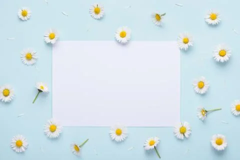Bright spring daisty pattern on blue pastel background with white place for c Stock Photos
