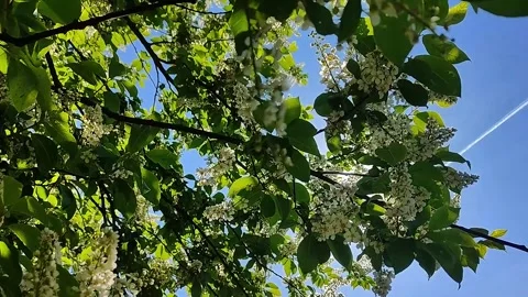 "Bright spring day with blooming cherry blossoms against a clear blue sky" Stock Footage 338370674
