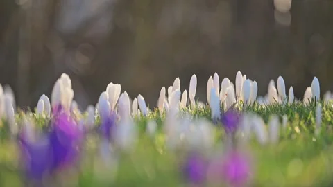 Bright spring day, white crocuses flutter in breeze over lush grass under warm Stock Footage 299653726