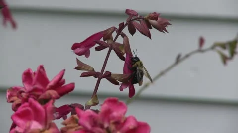 Bright spring flowers (4 of 4) Stock Footage 16700381