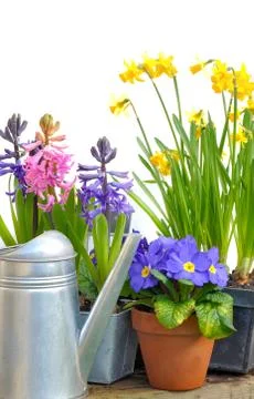 Bright spring flowers Stock Photos