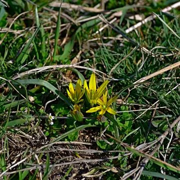 The bright spring flowers. Stock Photos
