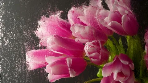 Bright spring flowers. Pink tulips through wet glass on a black background. Can Stock Footage 238720661