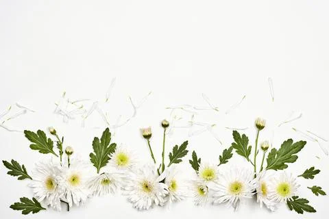 Bright spring flowers on white Stock Photos