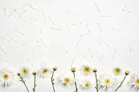 Bright spring flowers on white Stock Photos