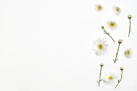 Bright spring flowers on white Stock Photos