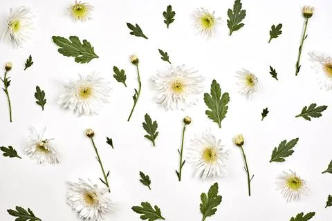 Bright spring flowers on white Stock Photos
