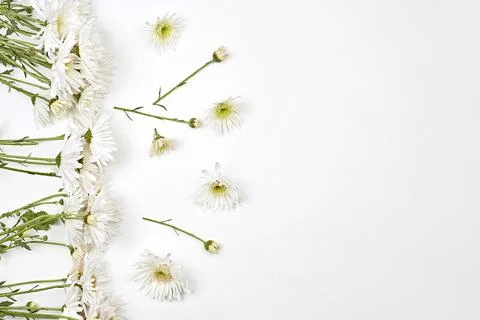 Bright spring flowers on white Stock Photos